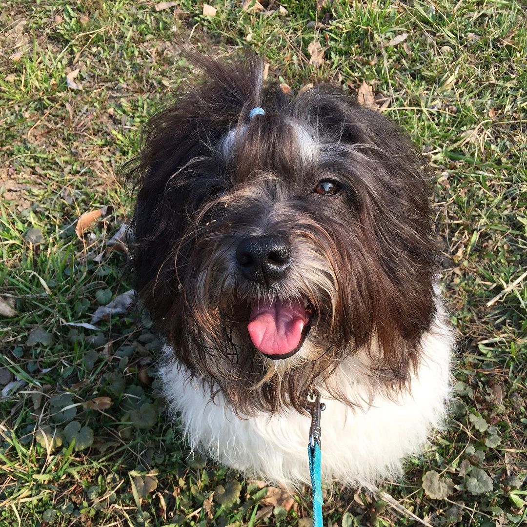 15 Amazing Facts About Havanese Dogs You Probably Never Knew 11