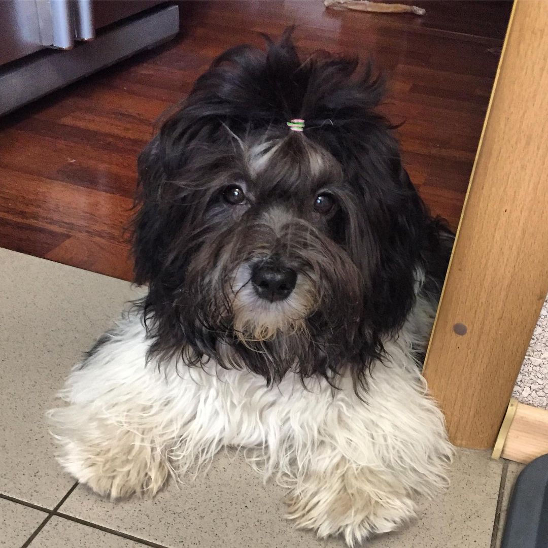 15 Amazing Facts About Havanese Dogs You Probably Never Knew 9