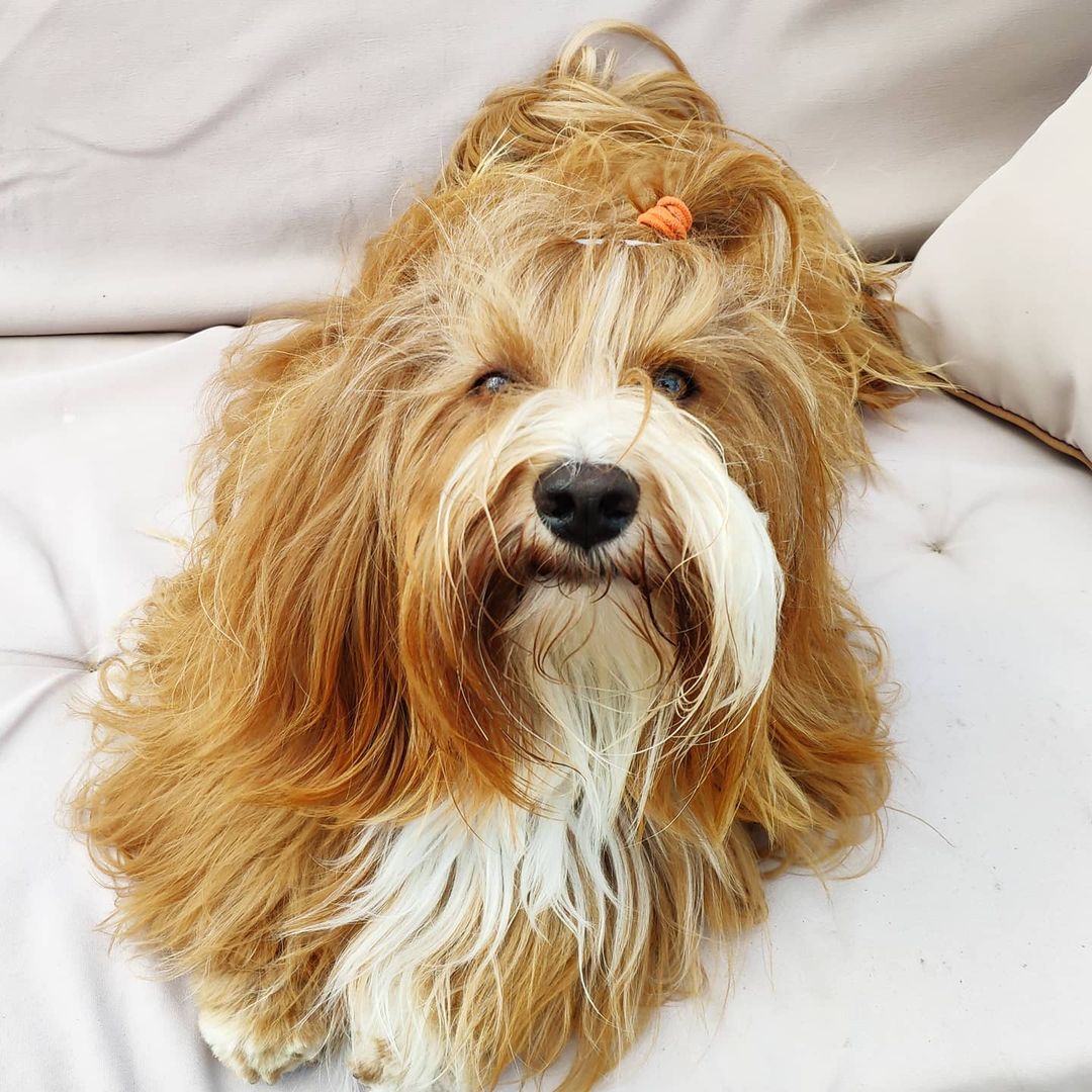15 Amazing Facts About Havanese Dogs You Probably Never Knew 10