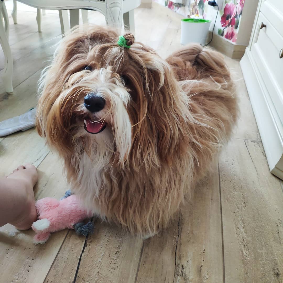 15 Amazing Facts About Havanese Dogs You Probably Never Knew 11