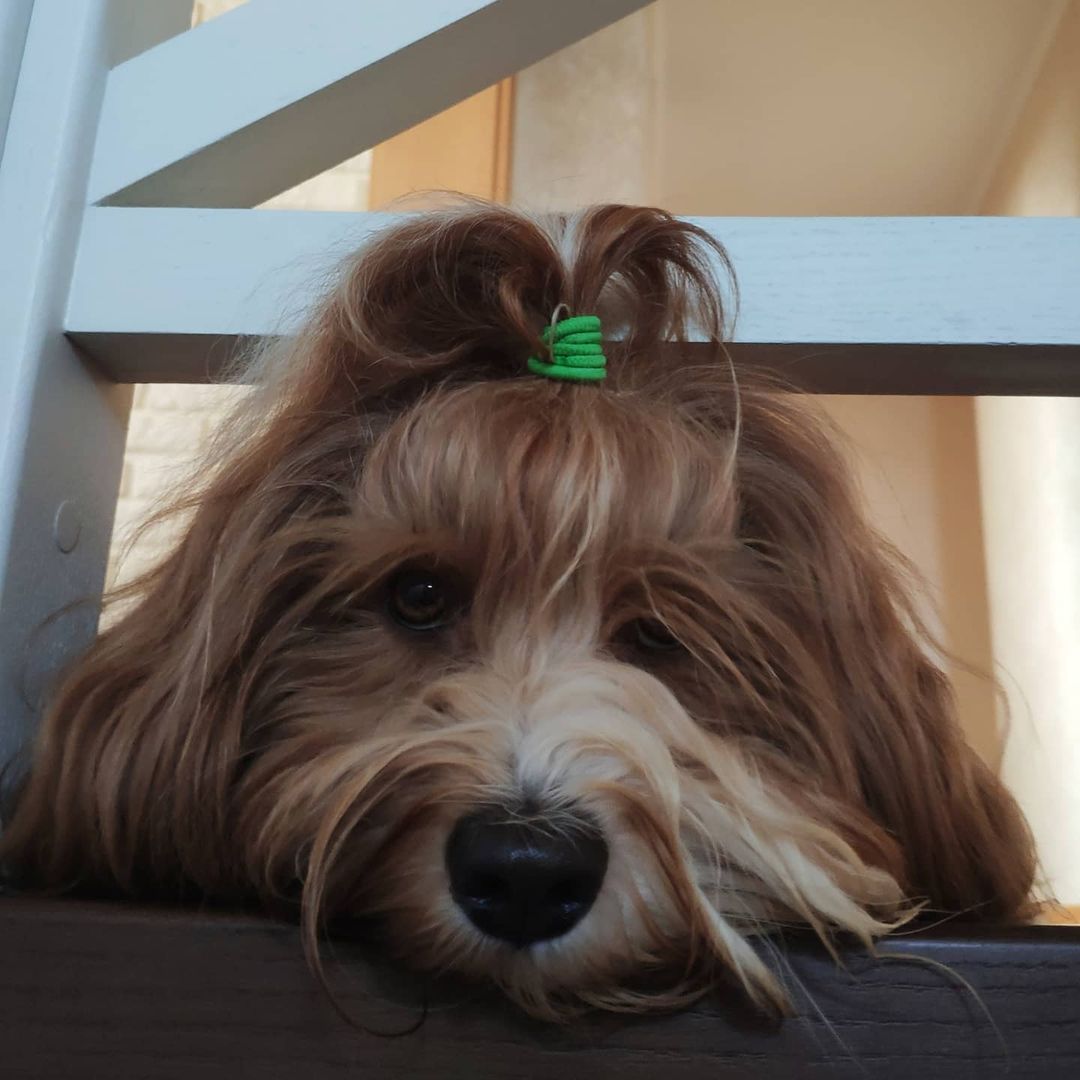 15 Interesting Facts About Havanese Dogs 9