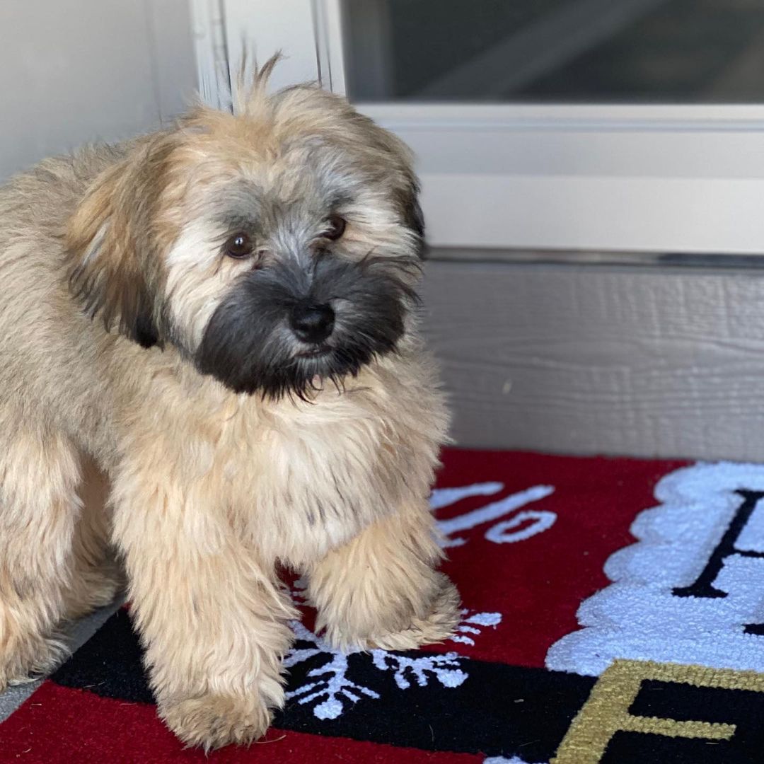 15 Interesting Facts About Havanese Dogs 11