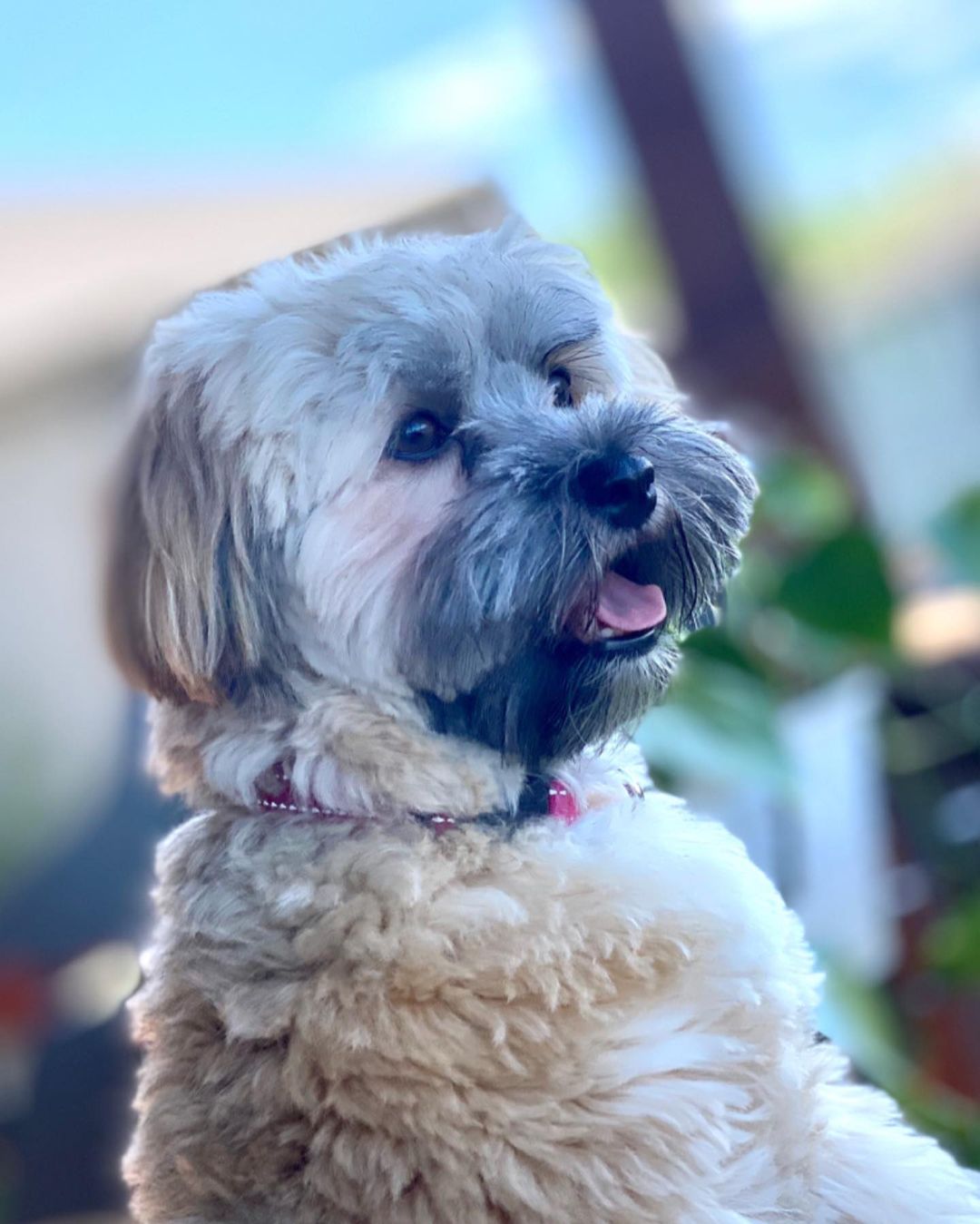 15 Interesting Facts About Havanese Dogs 9