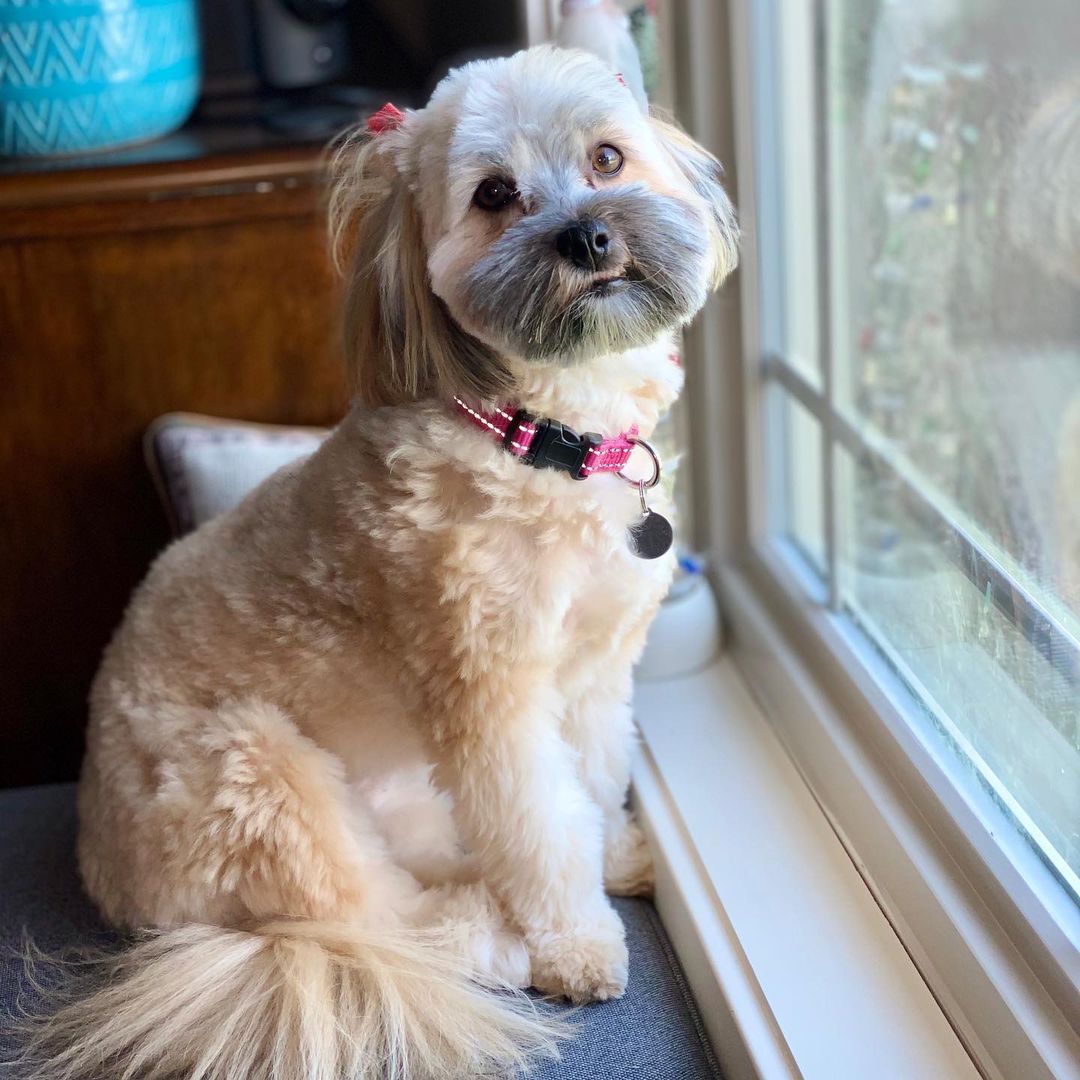 15 Interesting Facts About Havanese Dogs 11