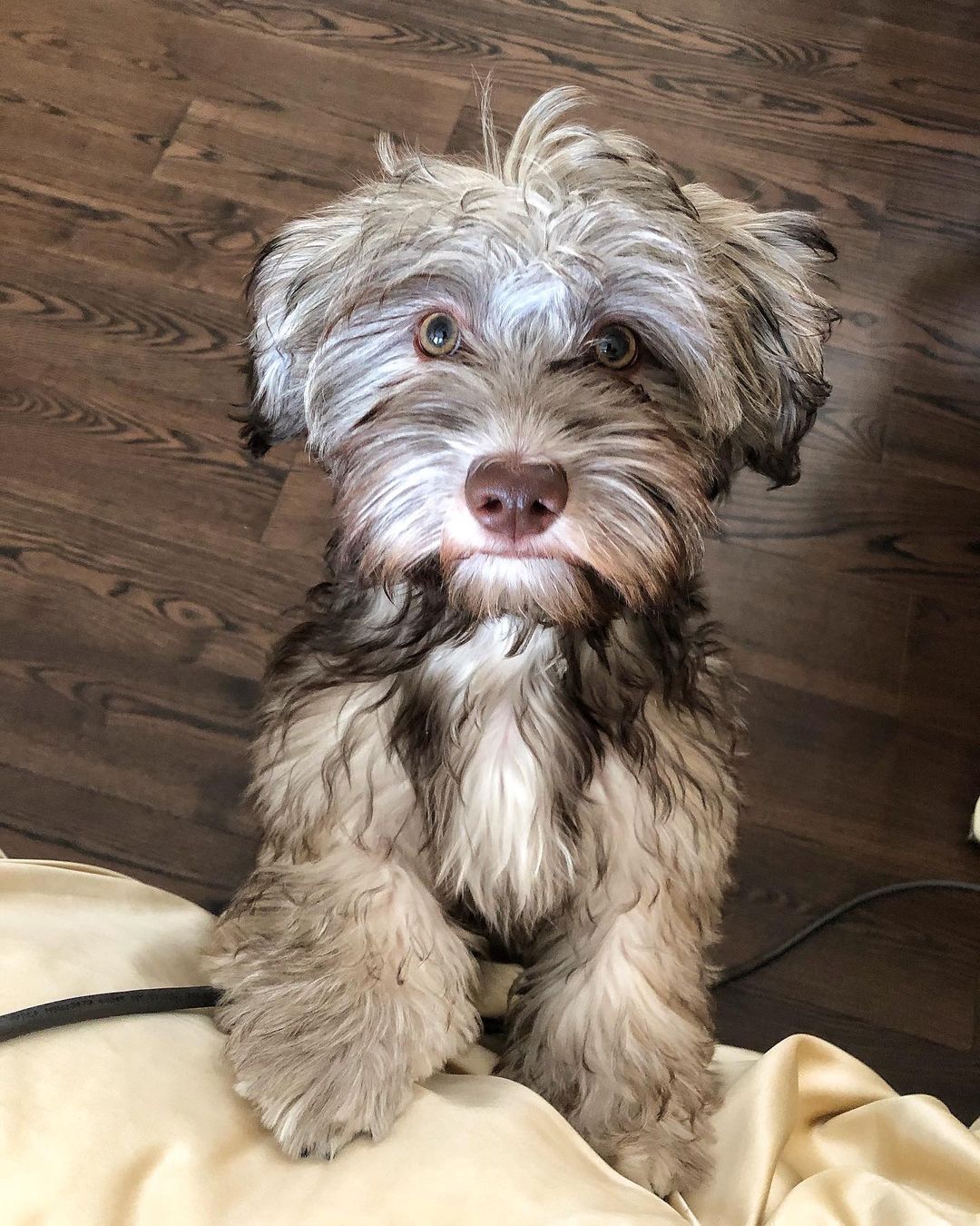 15 Interesting Facts About Havanese Dogs 10