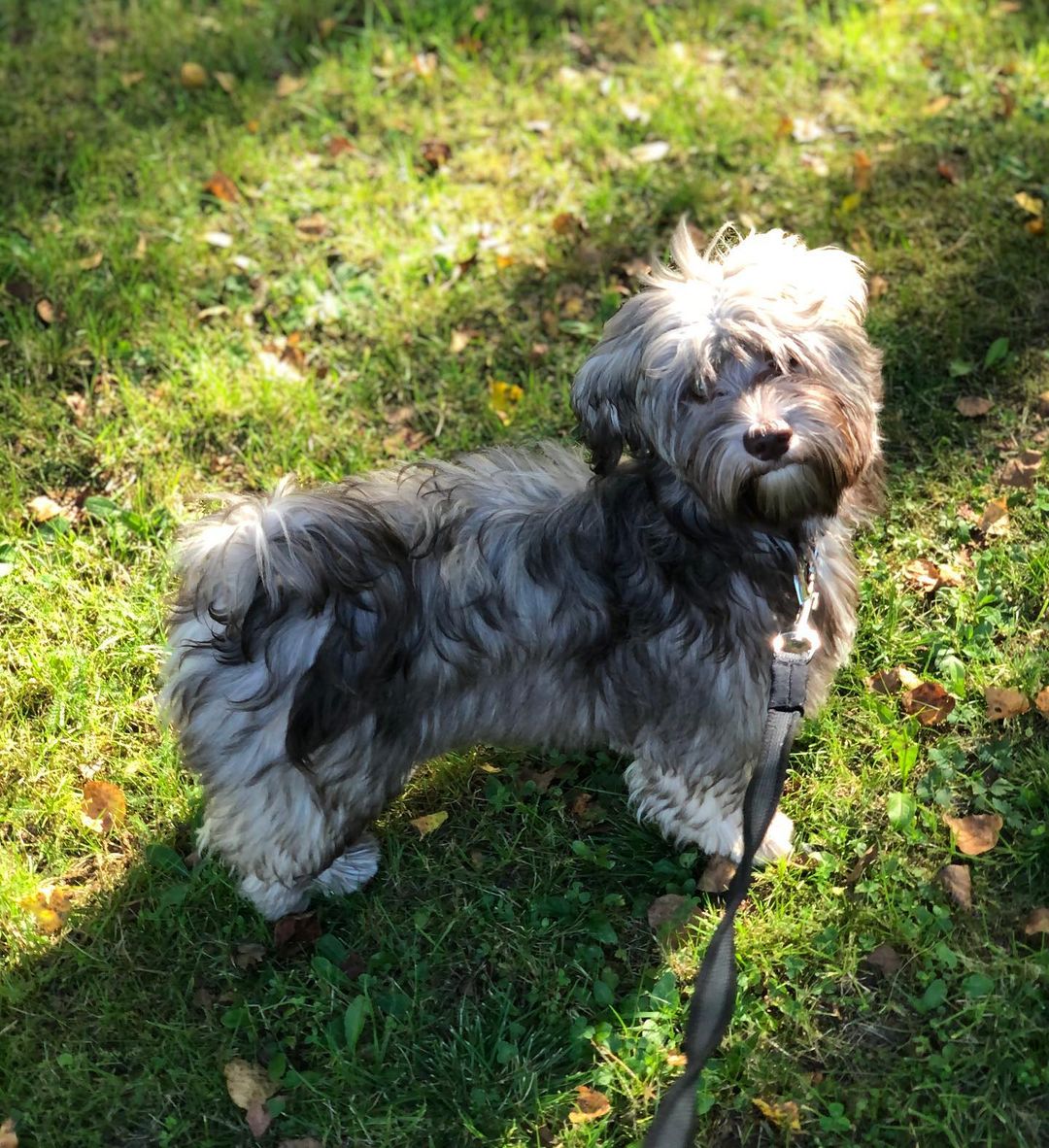 15 Interesting Facts About Havanese Dogs 11