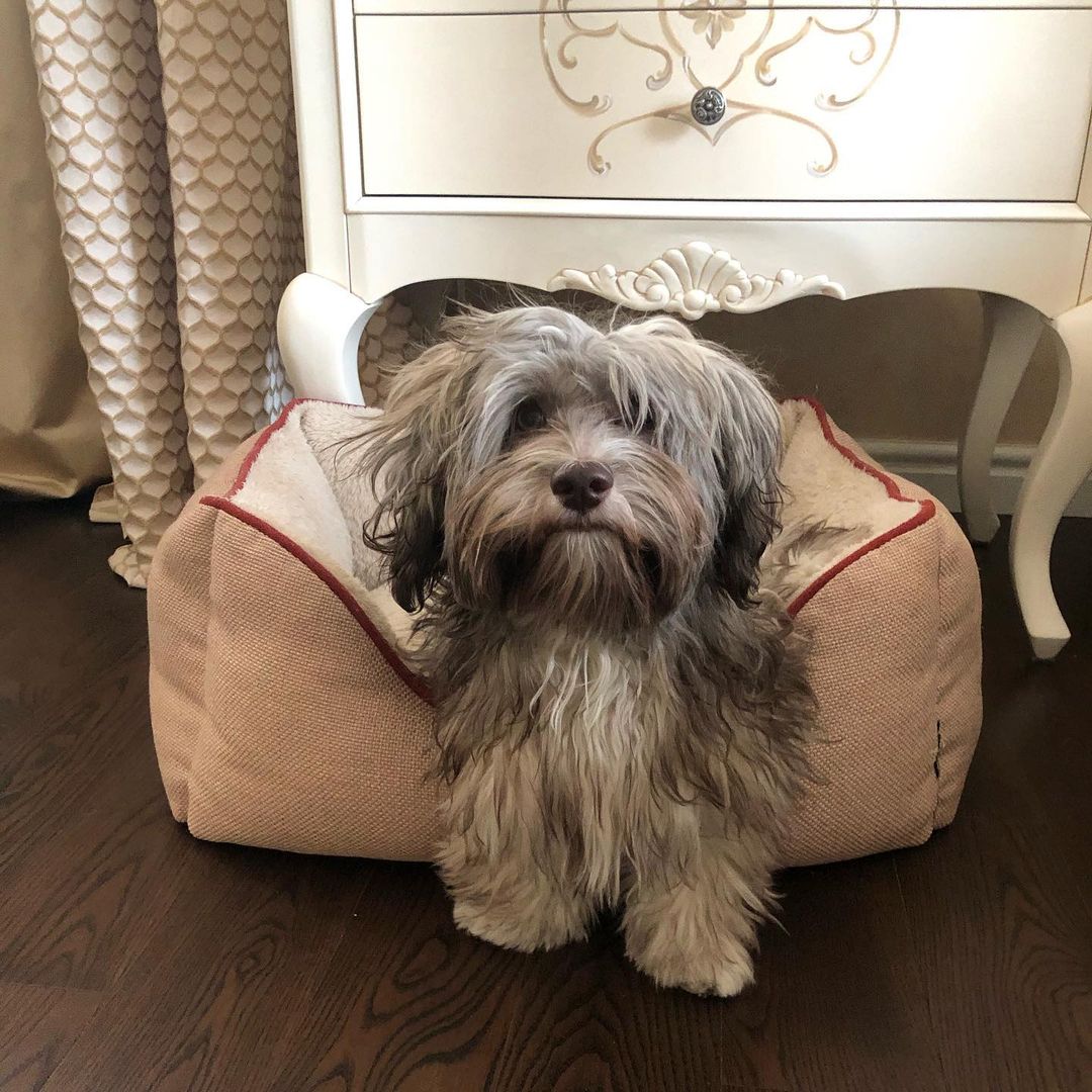 15 Interesting Facts About Havanese Dogs 10