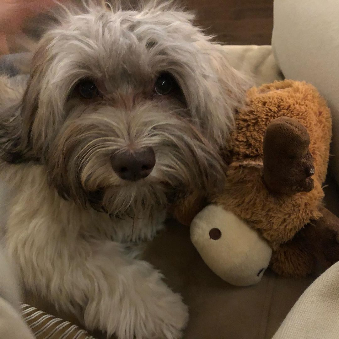 15 Cool Facts About Havanese Dogs 9