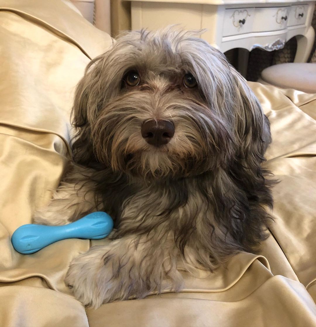 15 Cool Facts About Havanese Dogs 10