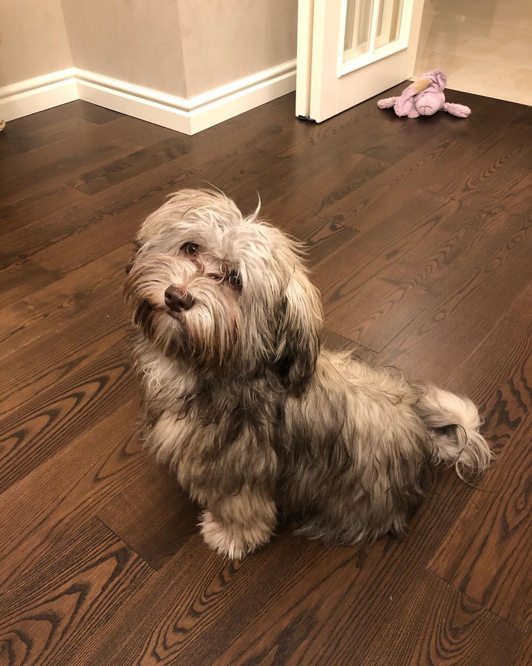 15 Cool Facts About Havanese Dogs 11