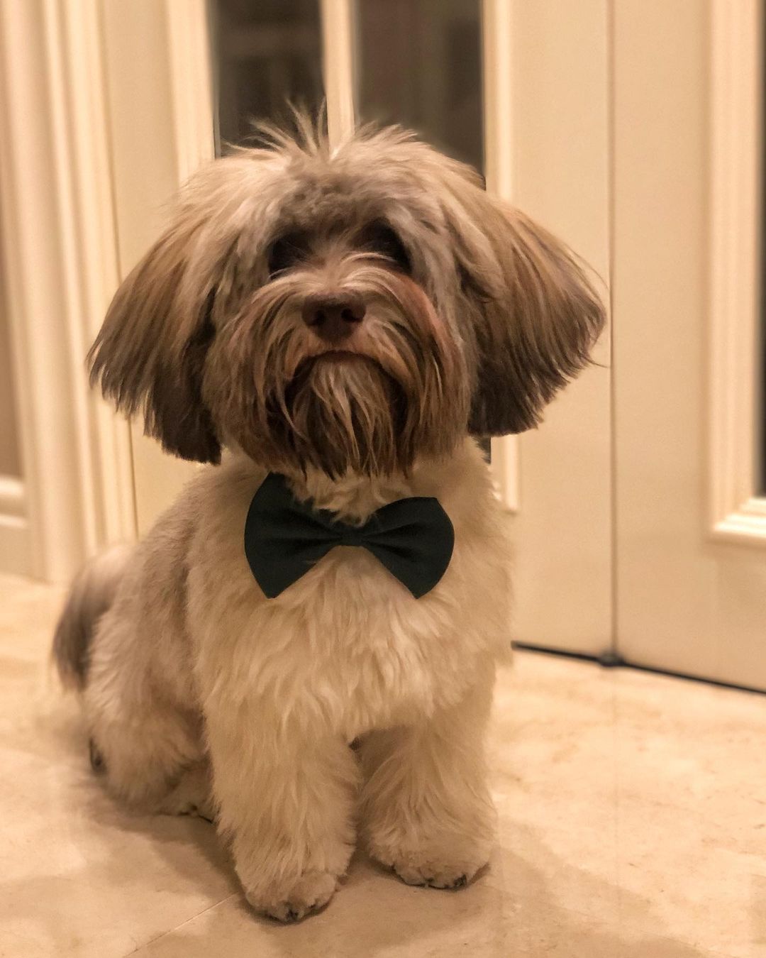 15 Cool Facts About Havanese Dogs 9