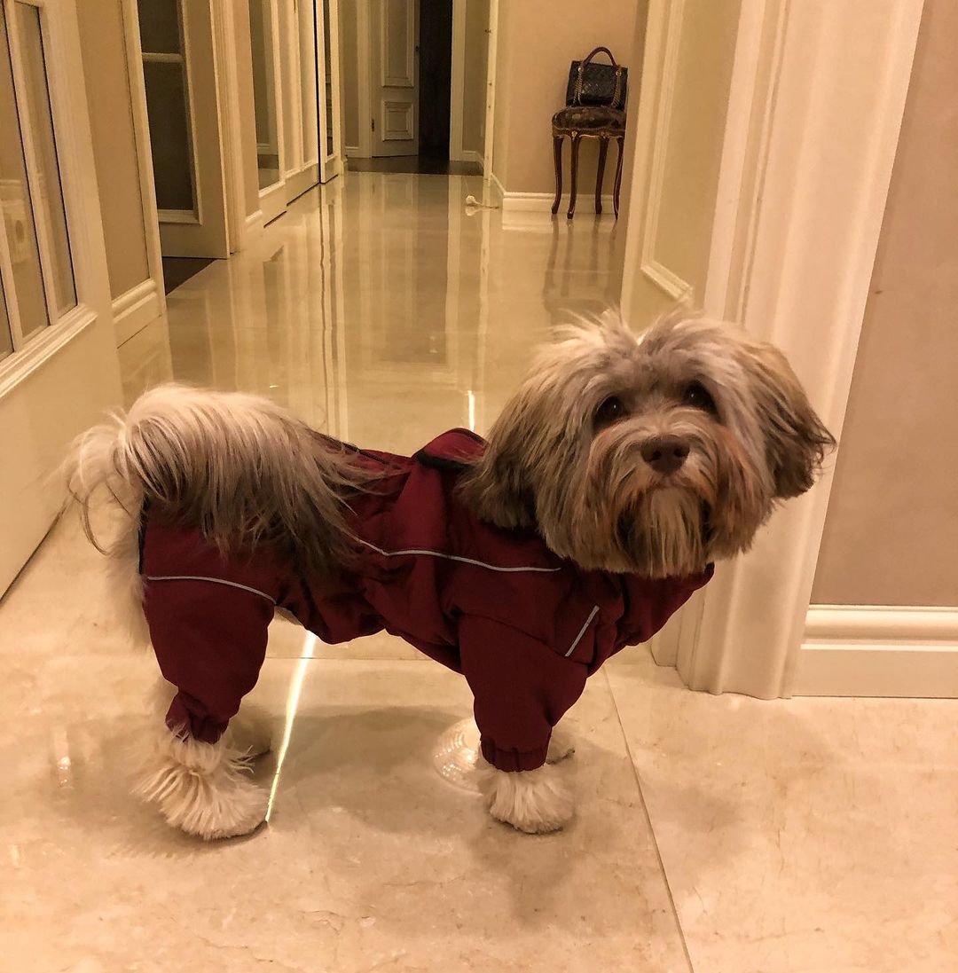 15 Cool Facts About Havanese Dogs 10