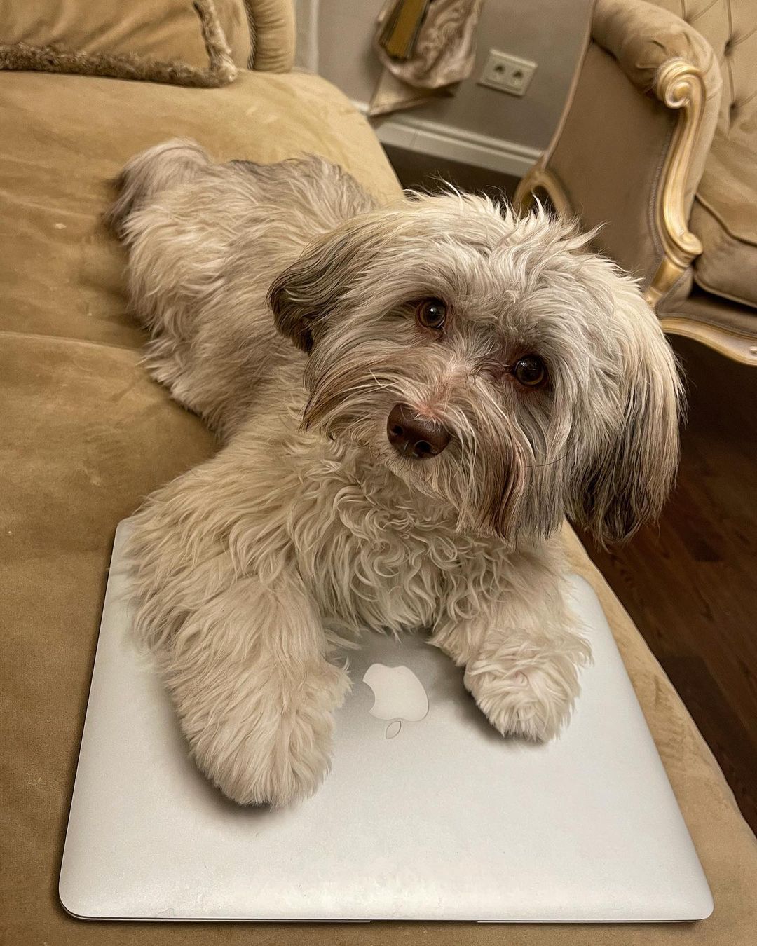 15 Cool Facts About Havanese Dogs 9