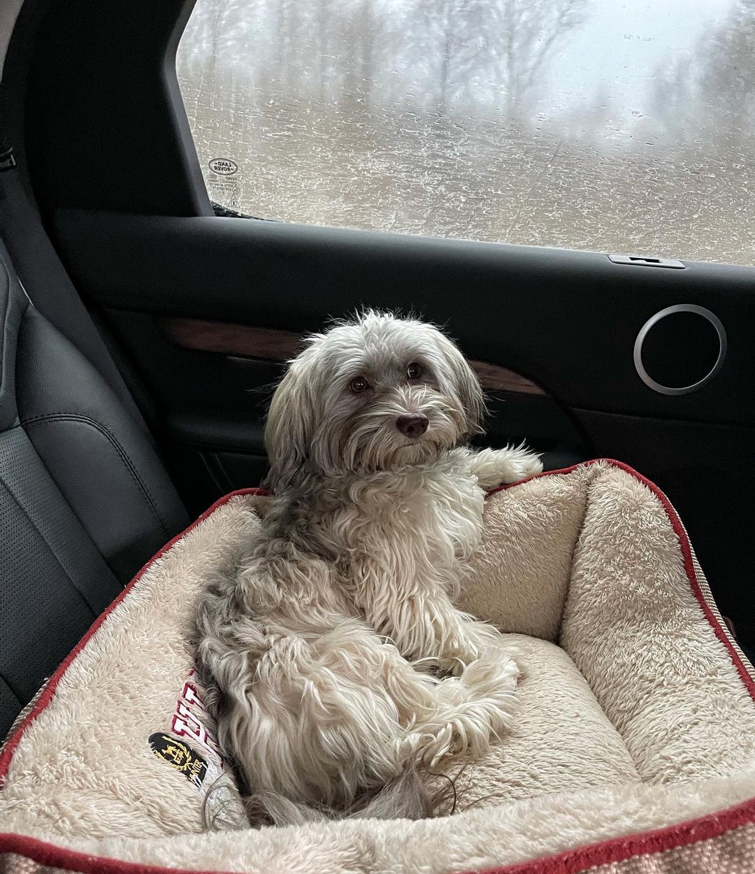 15 Cool Facts About Havanese Dogs 10