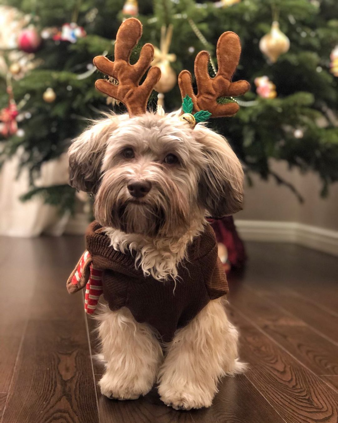 15 Cool Facts About Havanese Dogs 11