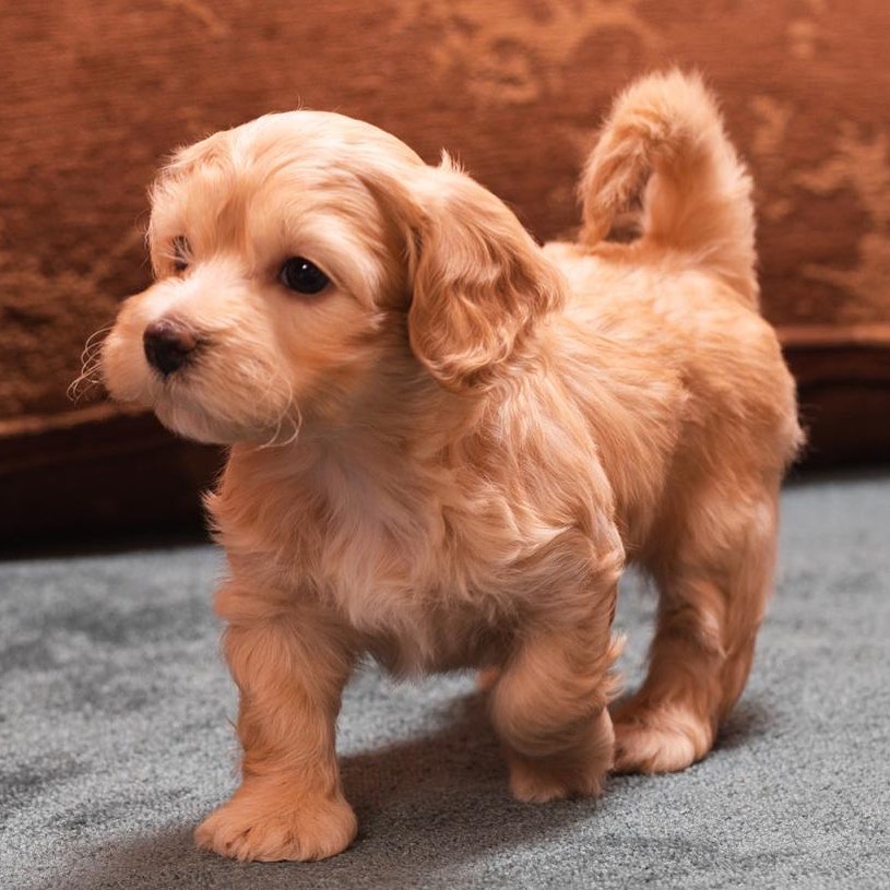 15 Amazing Facts About Havanese Dogs You Probably Never Knew 9