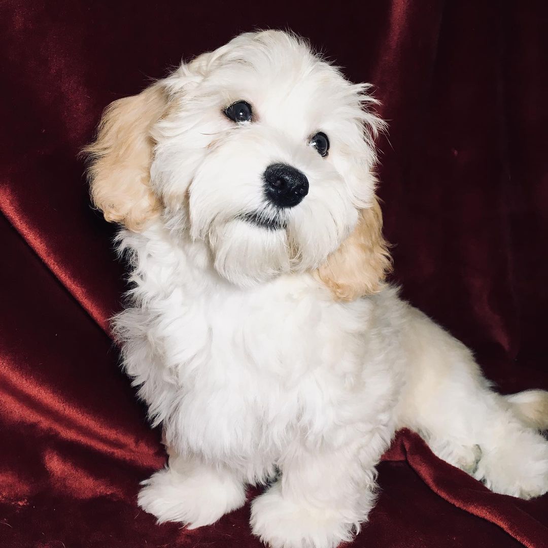 15 Cool Facts About Havanese Dogs 9