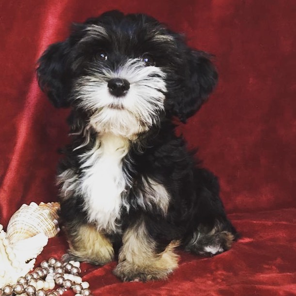 15 Cool Facts About Havanese Dogs 9