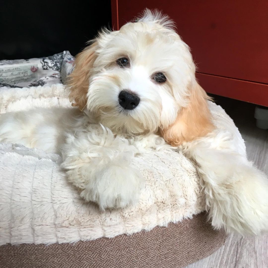 15 Cool Facts About Havanese Dogs 10