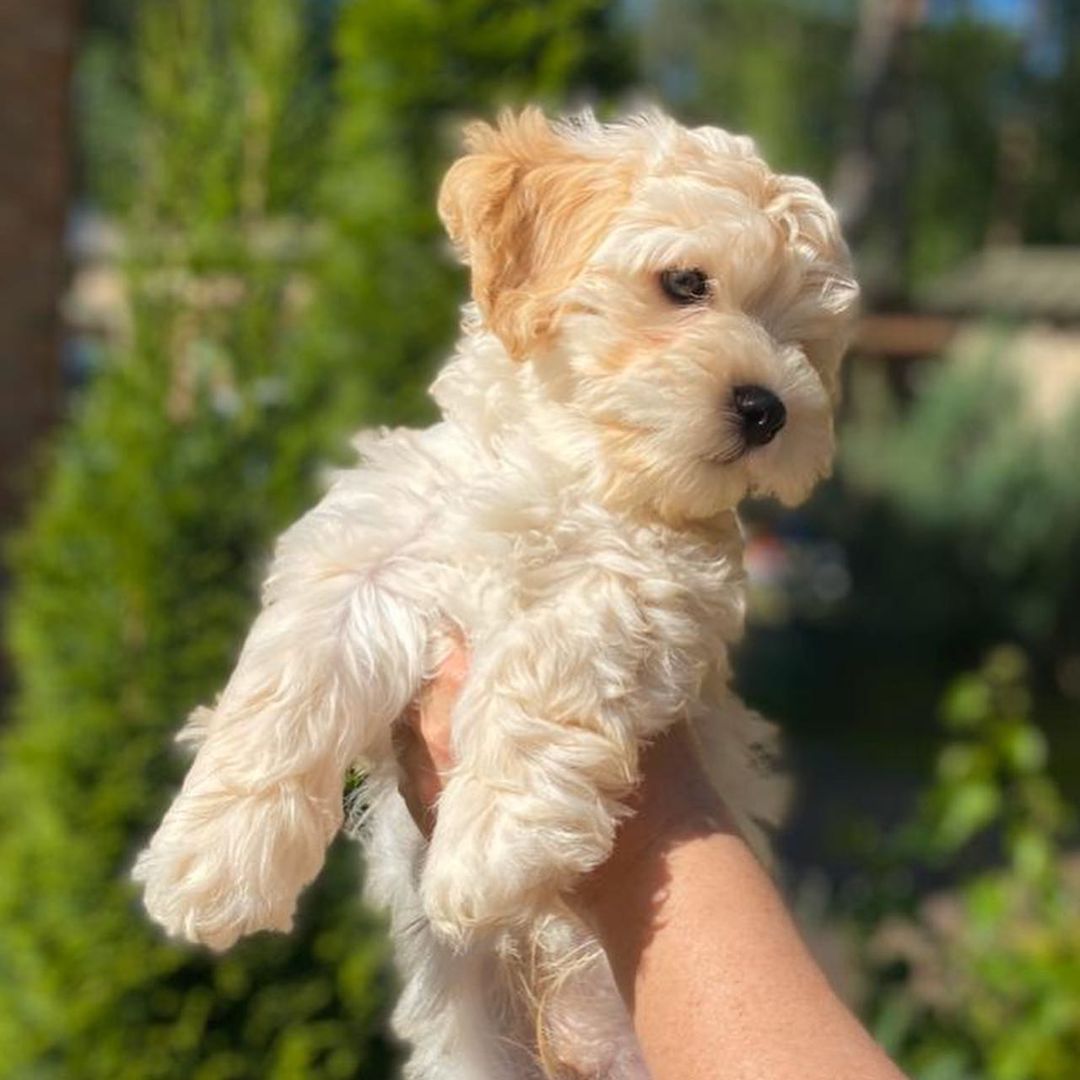 15 Cool Facts About Havanese Dogs 11