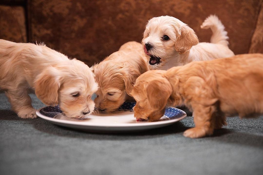 15 Amazing Facts About Havanese Dogs You Probably Never Knew 10