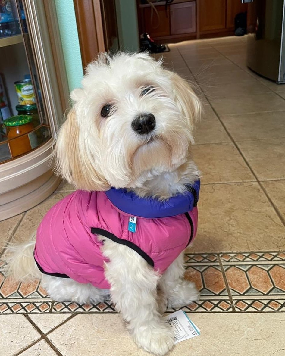 15 Amazing Facts About Havanese Dogs You Probably Never Knew 10