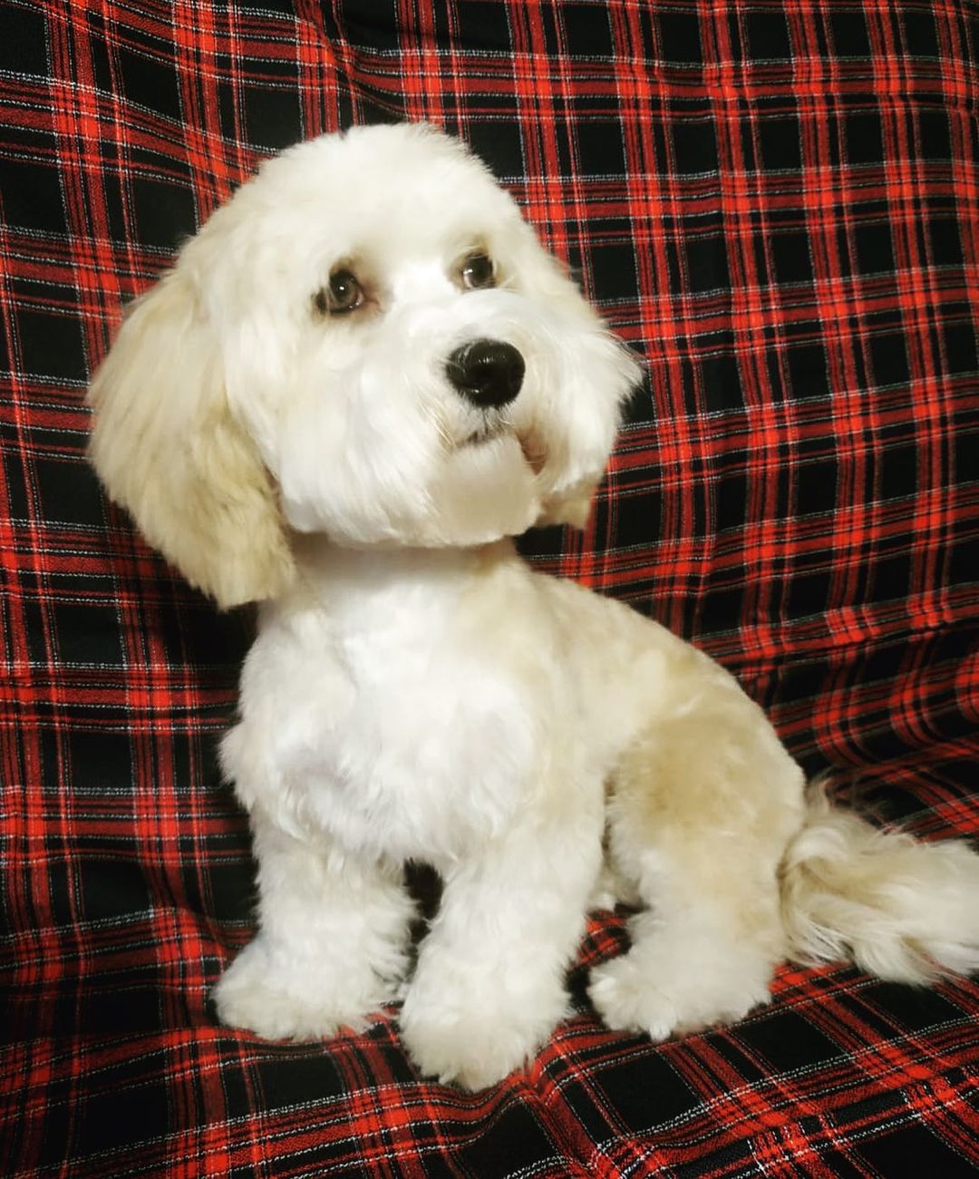 15 Amazing Facts About Havanese Dogs You Probably Never Knew 11
