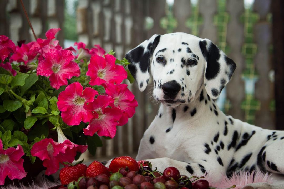 15 Cool Facts About Dalmatians 10 15 Cool Facts About Dalmatians 10