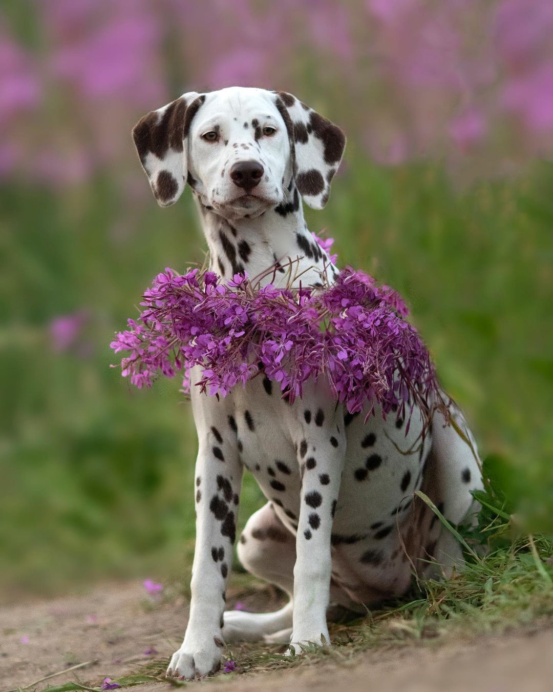 15 Amazing Facts About Dalmatians You Probably Never Knew