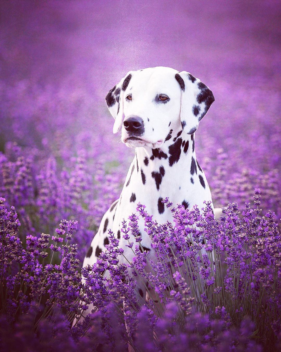 15 Amazing Facts About Dalmatians You Probably Never Knew 7