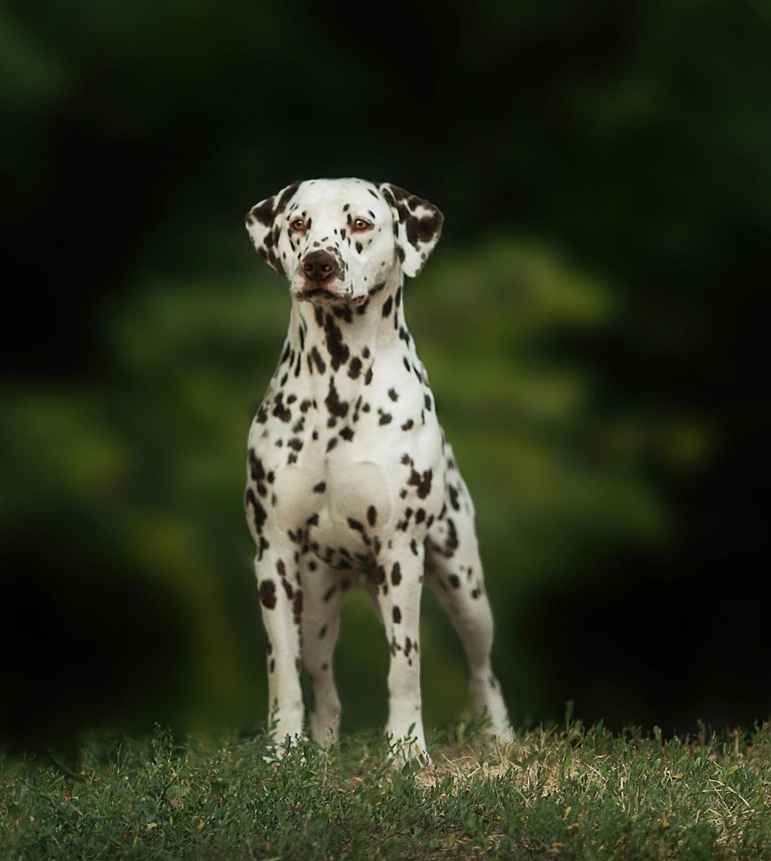 15 Amazing Facts About Dalmatians You Probably Never Knew 8