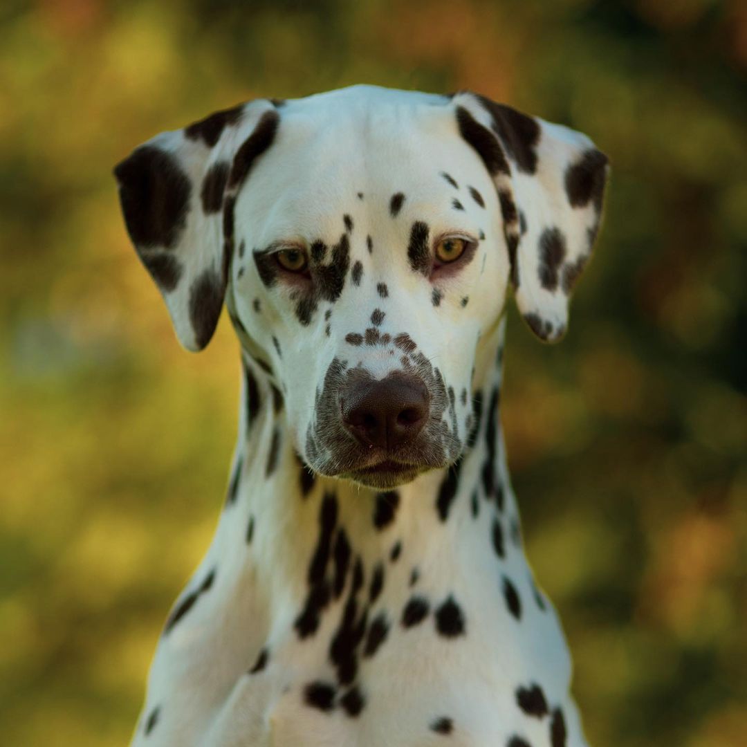 15 Amazing Facts About Dalmatians You Probably Never Knew 9