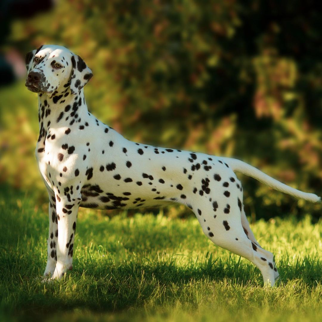 15 Amazing Facts About Dalmatians You Probably Never Knew 10