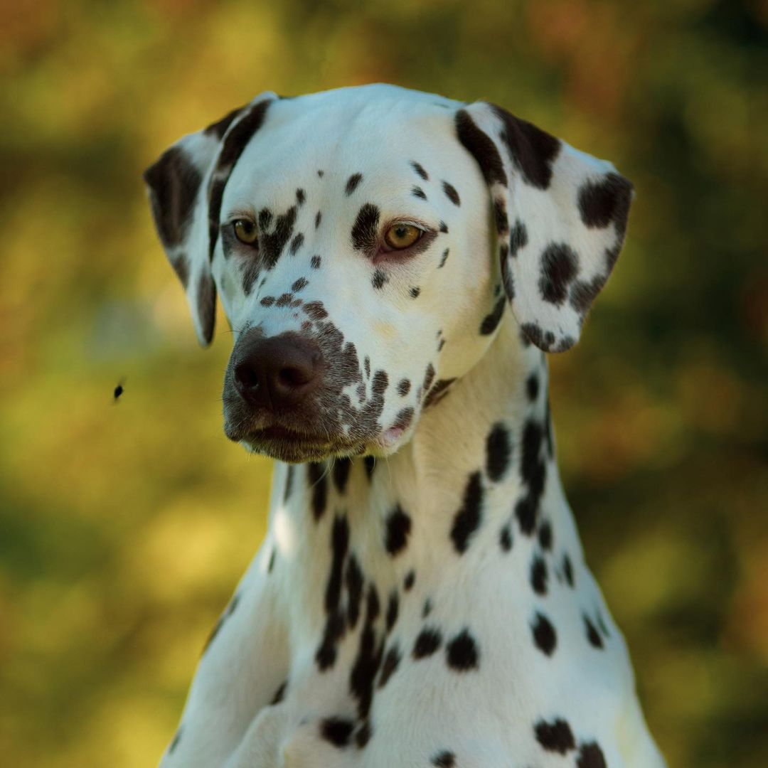 15 Amazing Facts About Dalmatians You Probably Never Knew 11