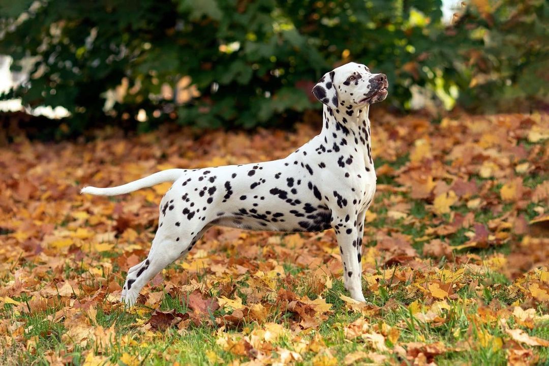 15 Amazing Facts About Dalmatians You Probably Never Knew 9