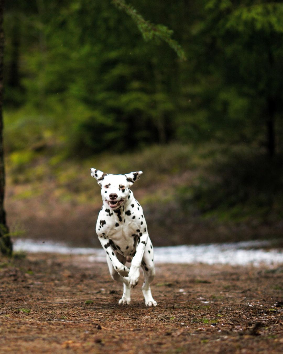 15 Amazing Facts About Dalmatians You Probably Never Knew 10