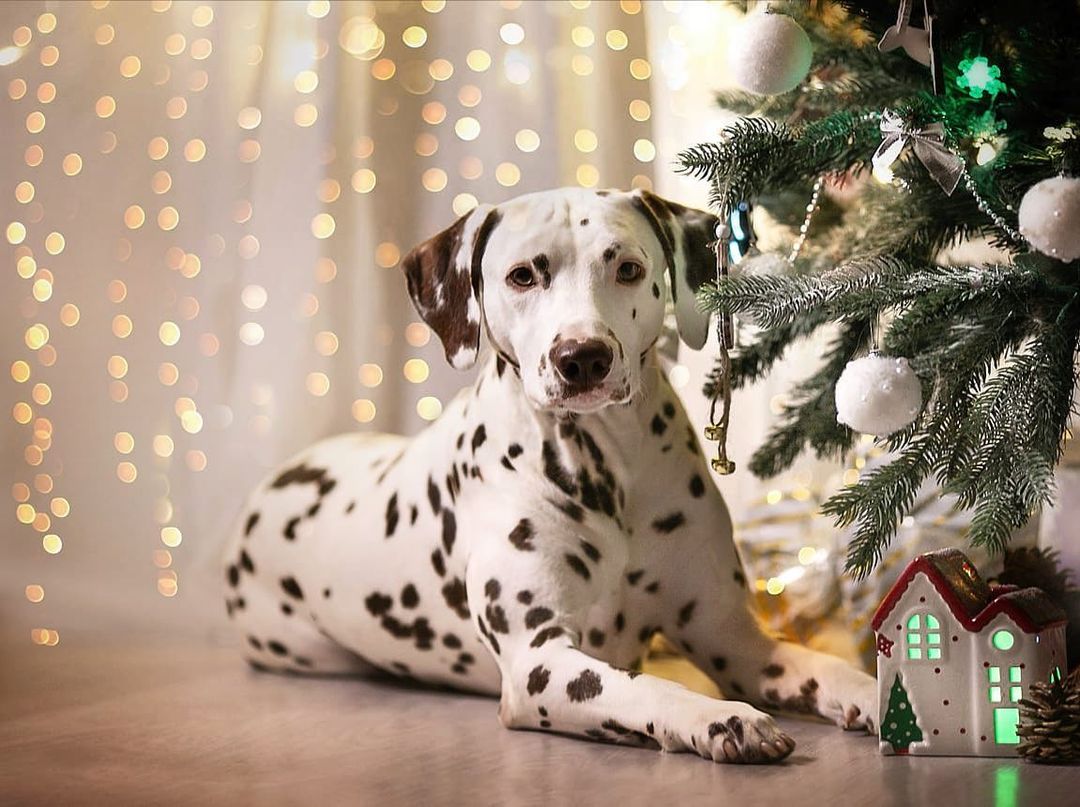 15 Amazing Facts About Dalmatians You Probably Never Knew 11