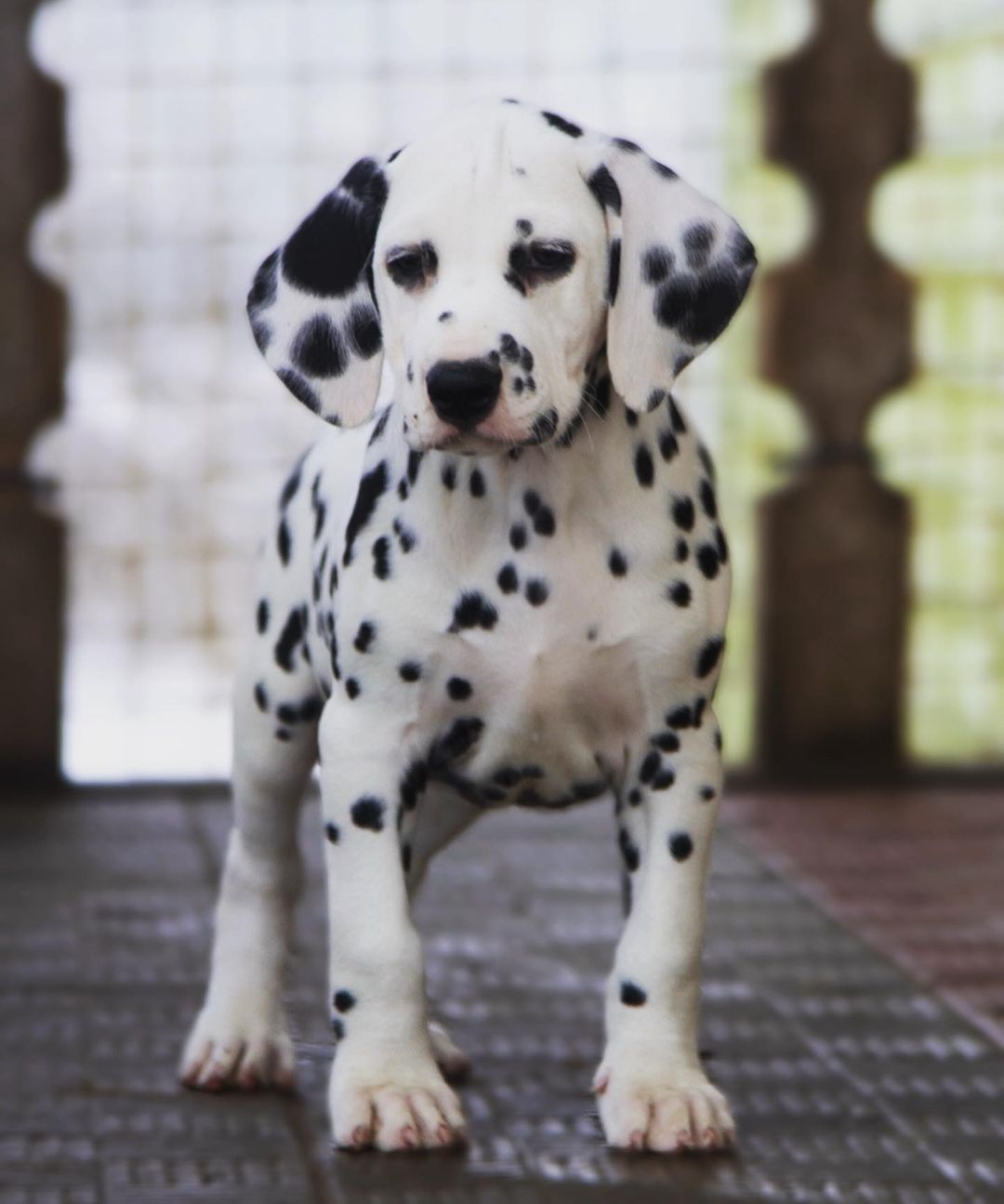 15 Amazing Facts About Dalmatians You Probably Never Knew 9