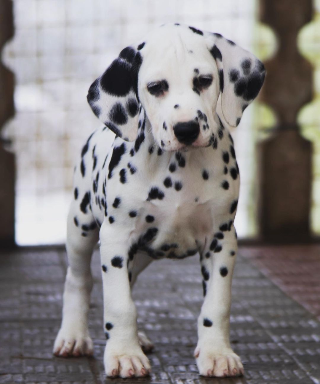 15 Amazing Facts About Dalmatians You Probably Never Knew 10