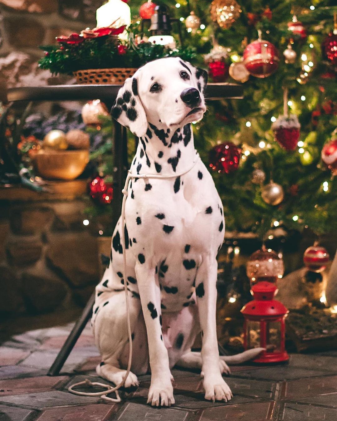 15 Amazing Facts About Dalmatians You Probably Never Knew 11