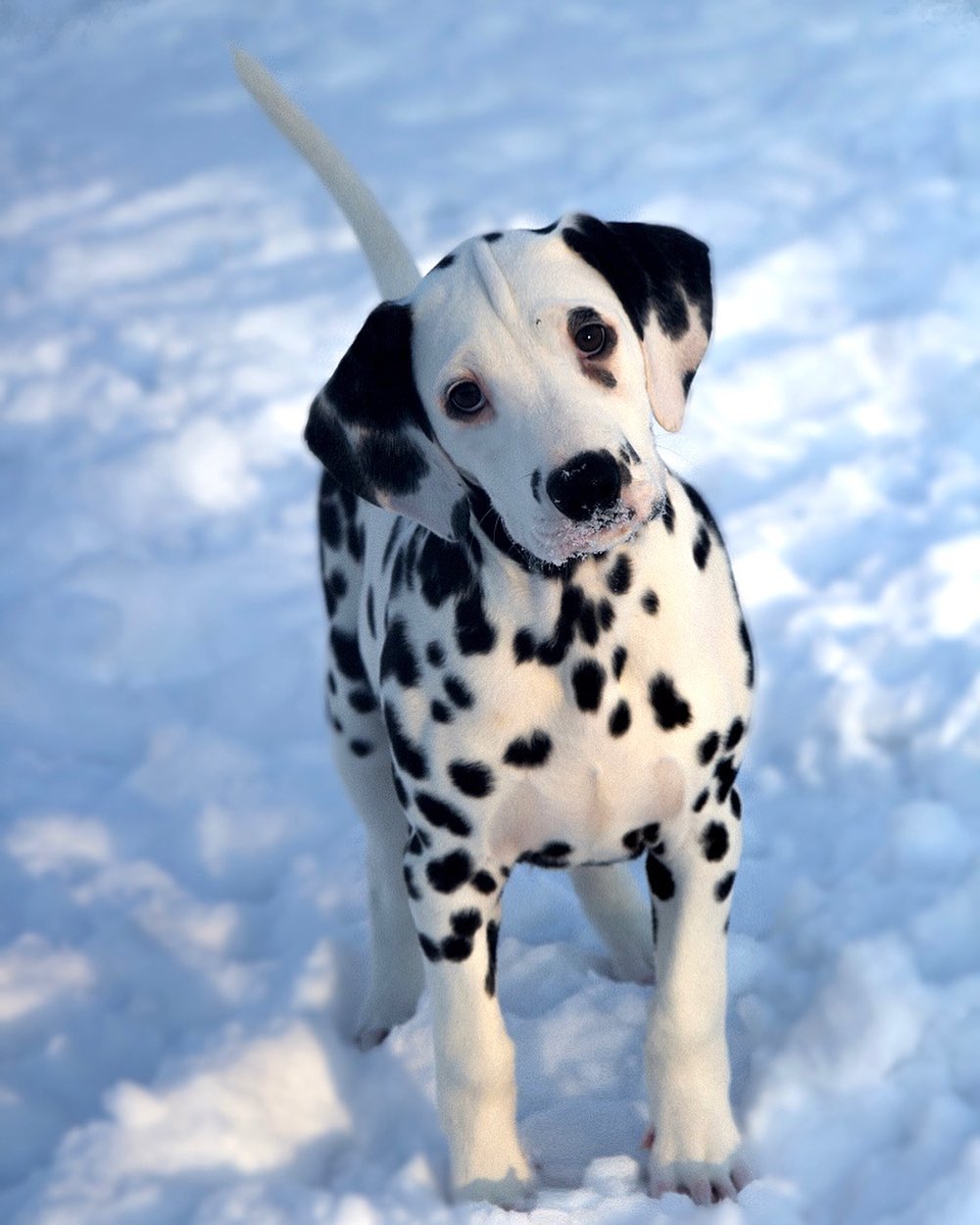 15 Amazing Facts About Dalmatians You Probably Never Knew 9 15 Amazing Facts About Dalmatians You Probably Never Knew 9