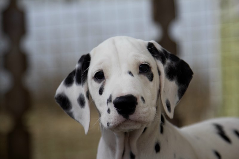 15 Amazing Facts About Dalmatians You Probably Never Knew 10 15 Amazing Facts About Dalmatians You Probably Never Knew 10