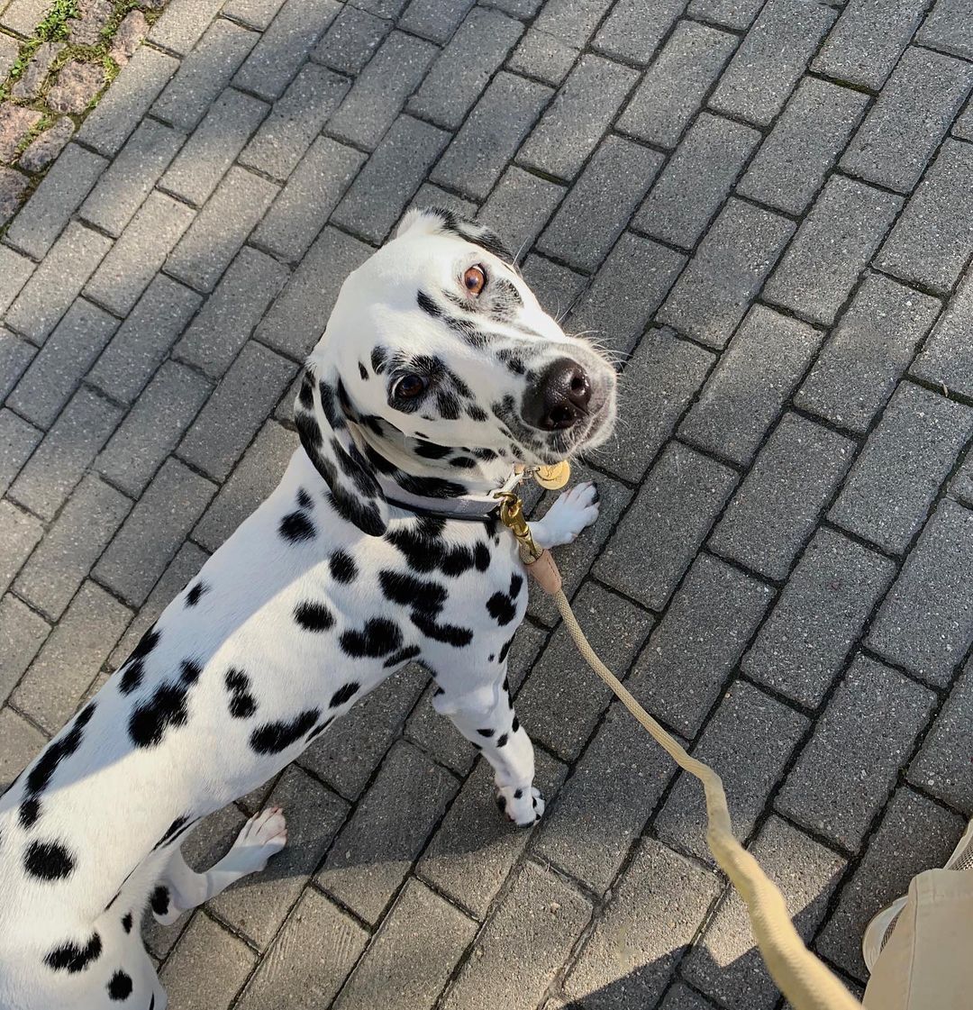 15 Interesting Facts About Dalmatians 11