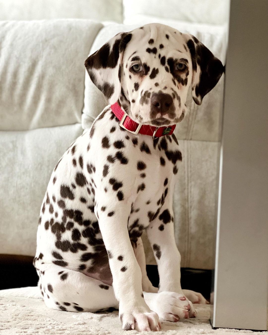 15 Interesting Facts About Dalmatians 9
