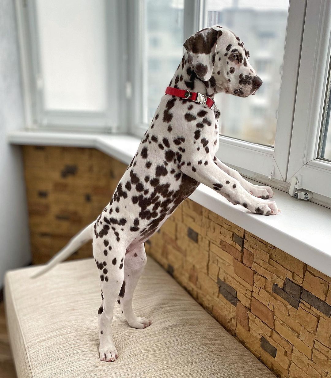 15 Interesting Facts About Dalmatians 10