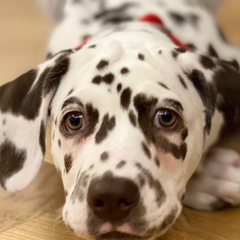 15 Interesting Facts About Dalmatians 11
