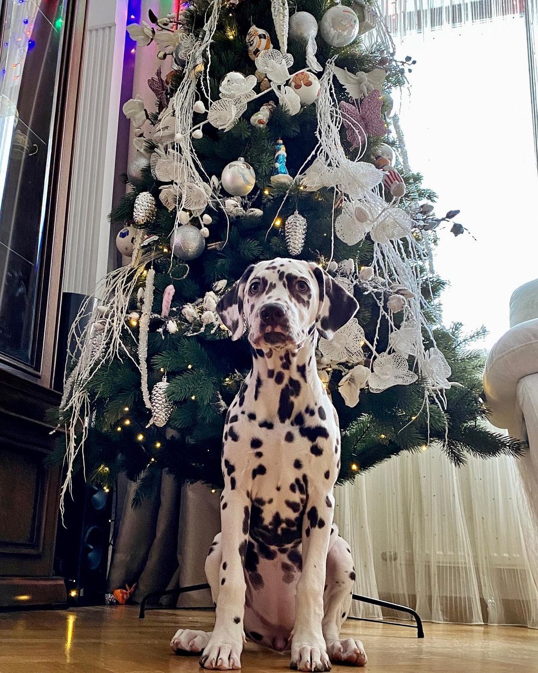 15 Interesting Facts About Dalmatians 9