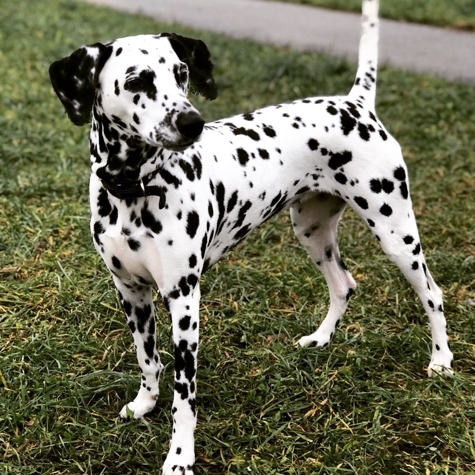 15 Interesting Facts About Dalmatians 11