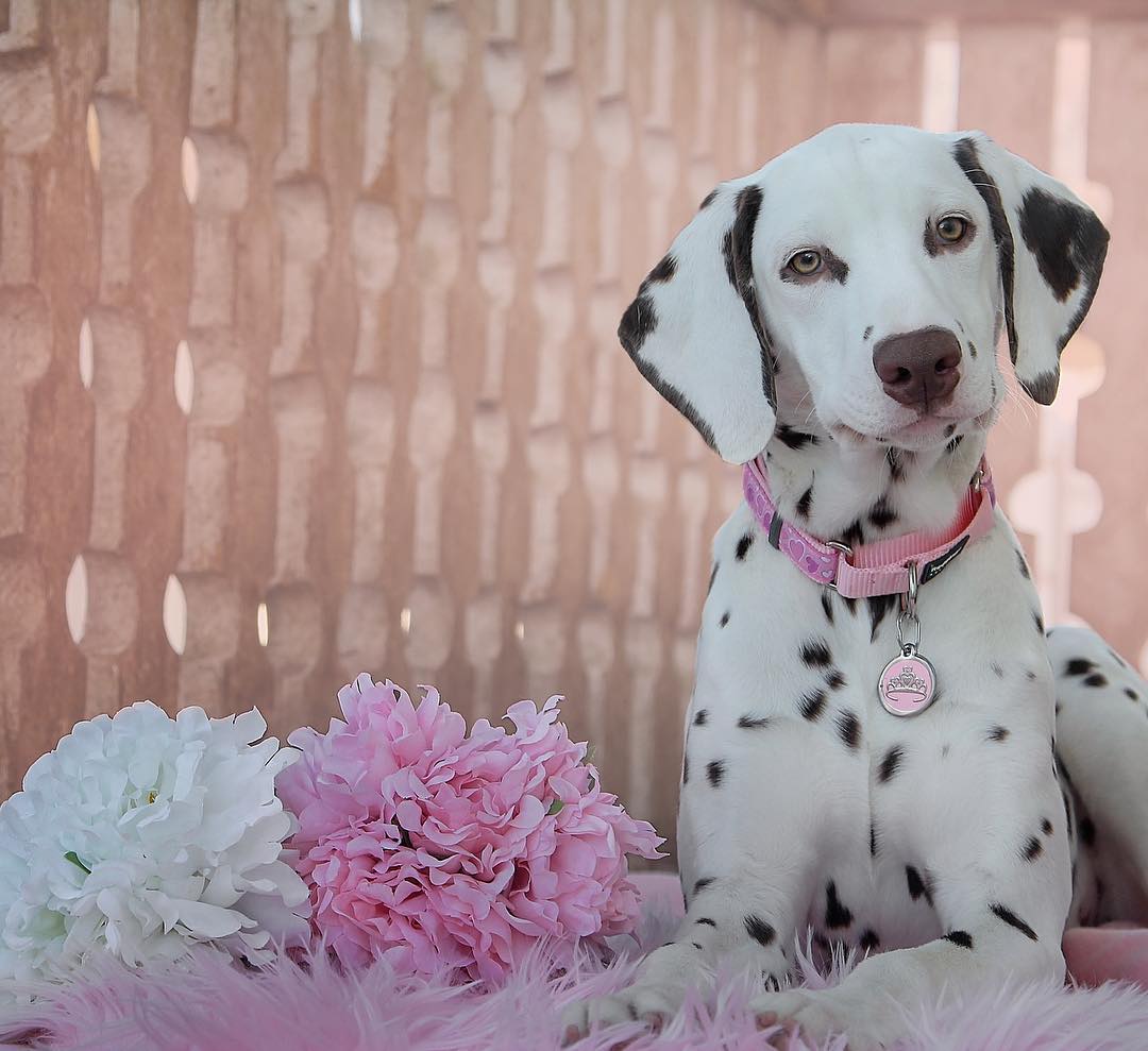 15 Cool Facts About Dalmatians 9