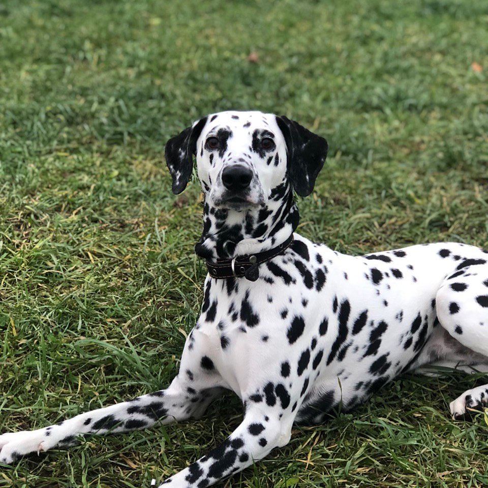 15 Interesting Facts About Dalmatians 9